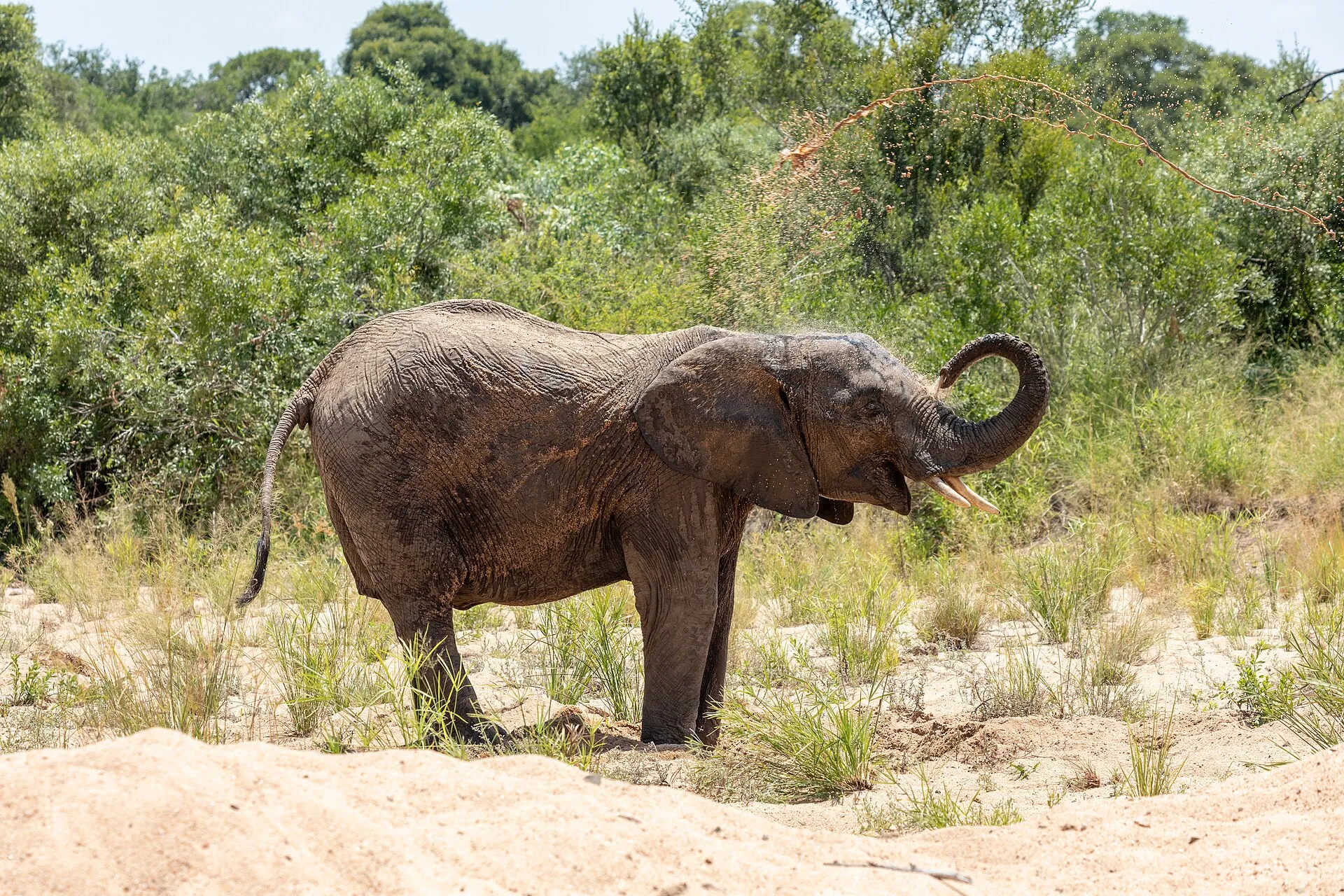 Elefante