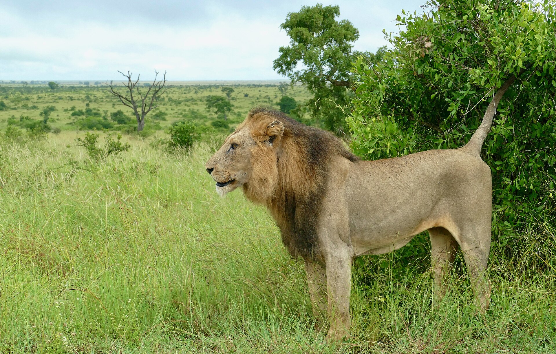 Safári no Kruger
