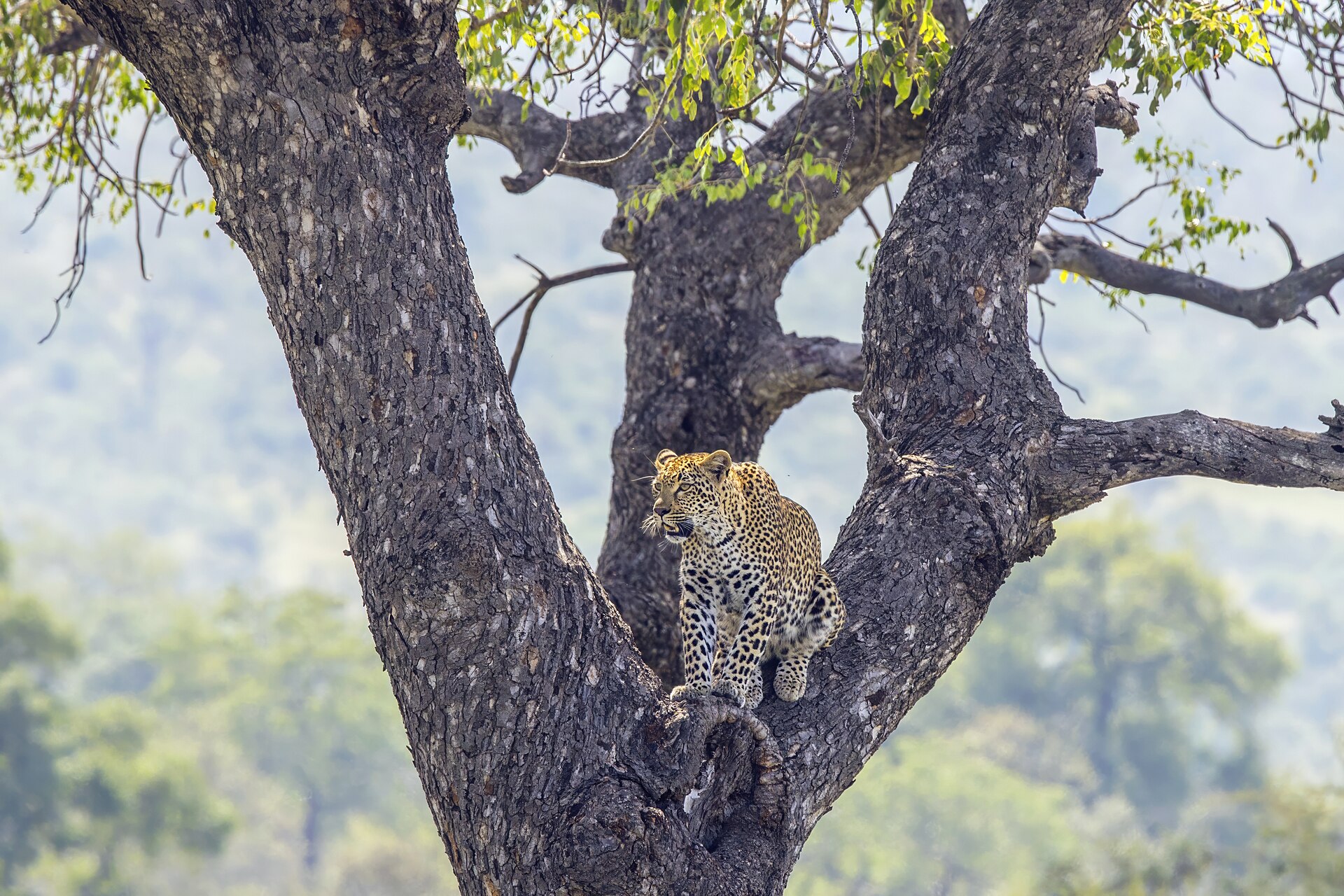 Leopardo