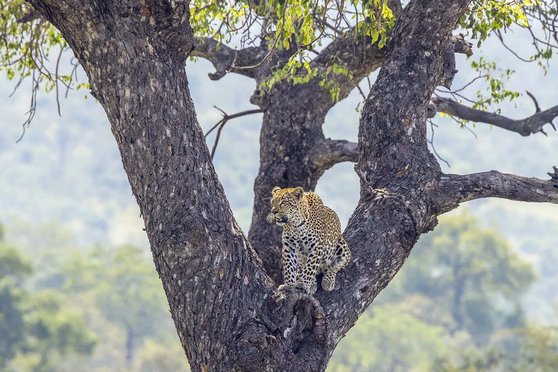 Leopardo