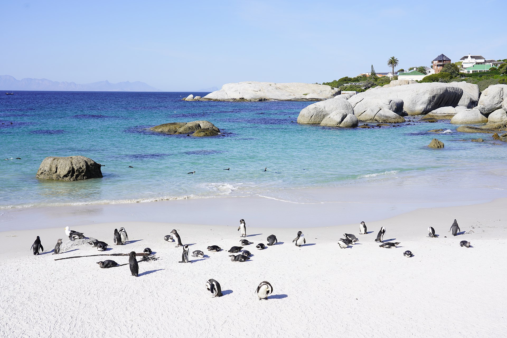 Pinguins de Boulders