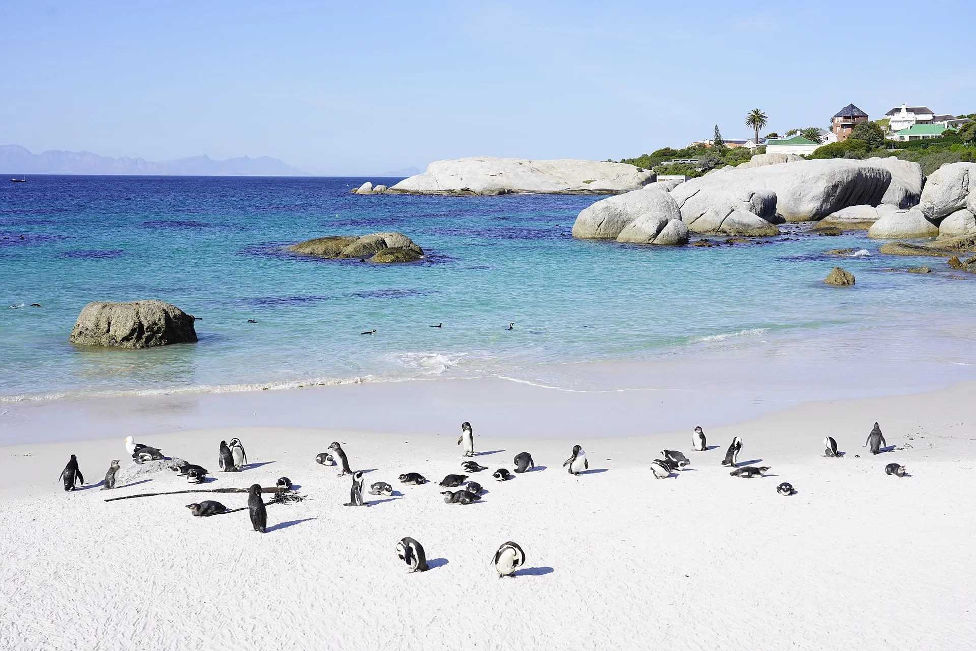 Pinguins de Boulders