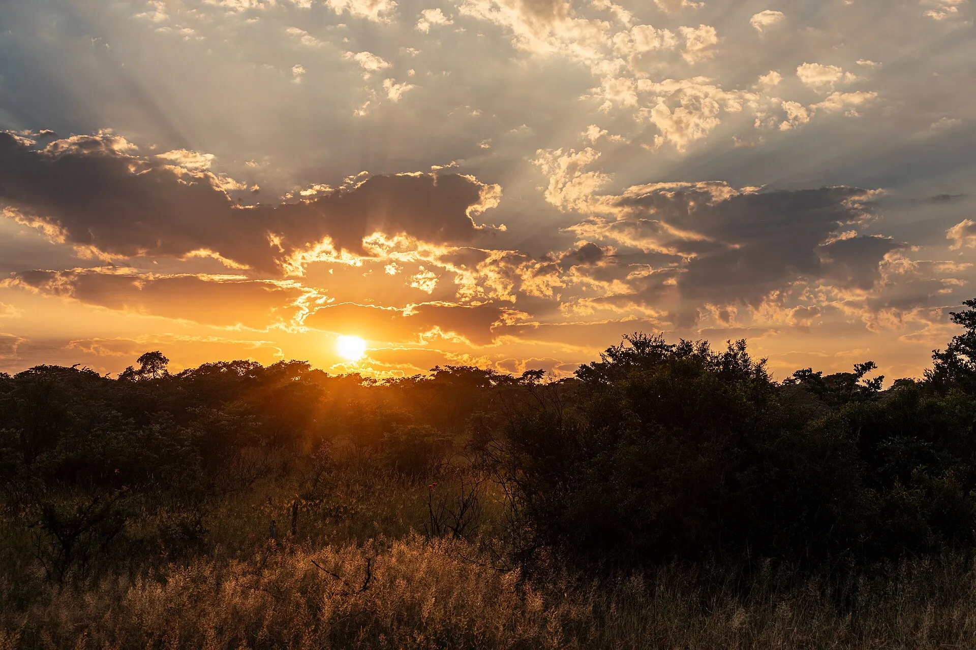 Savana ao entardecer