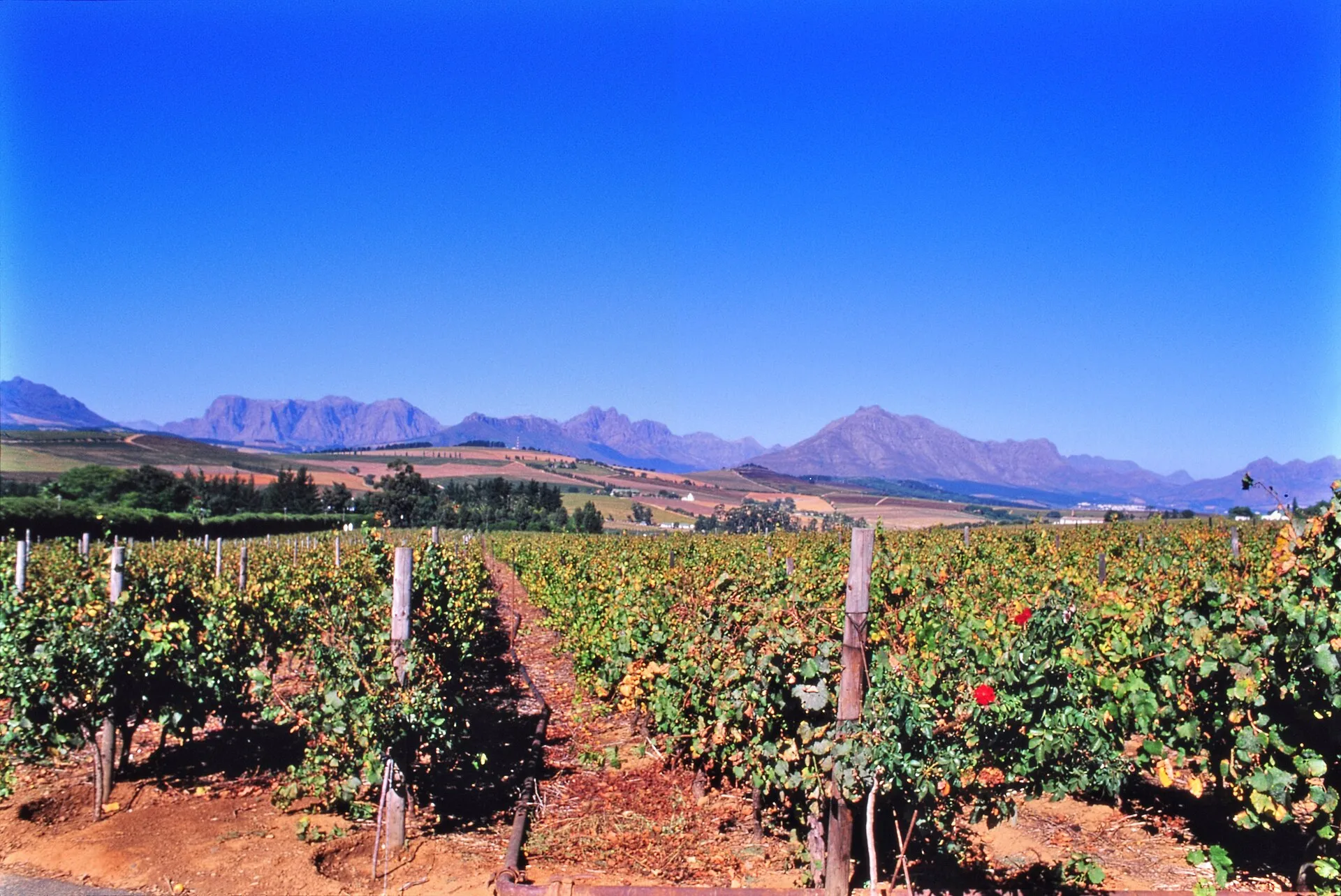 Vinícolas de Stellenbosch